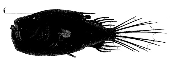 Cryptopsaras couesii_03.jpg